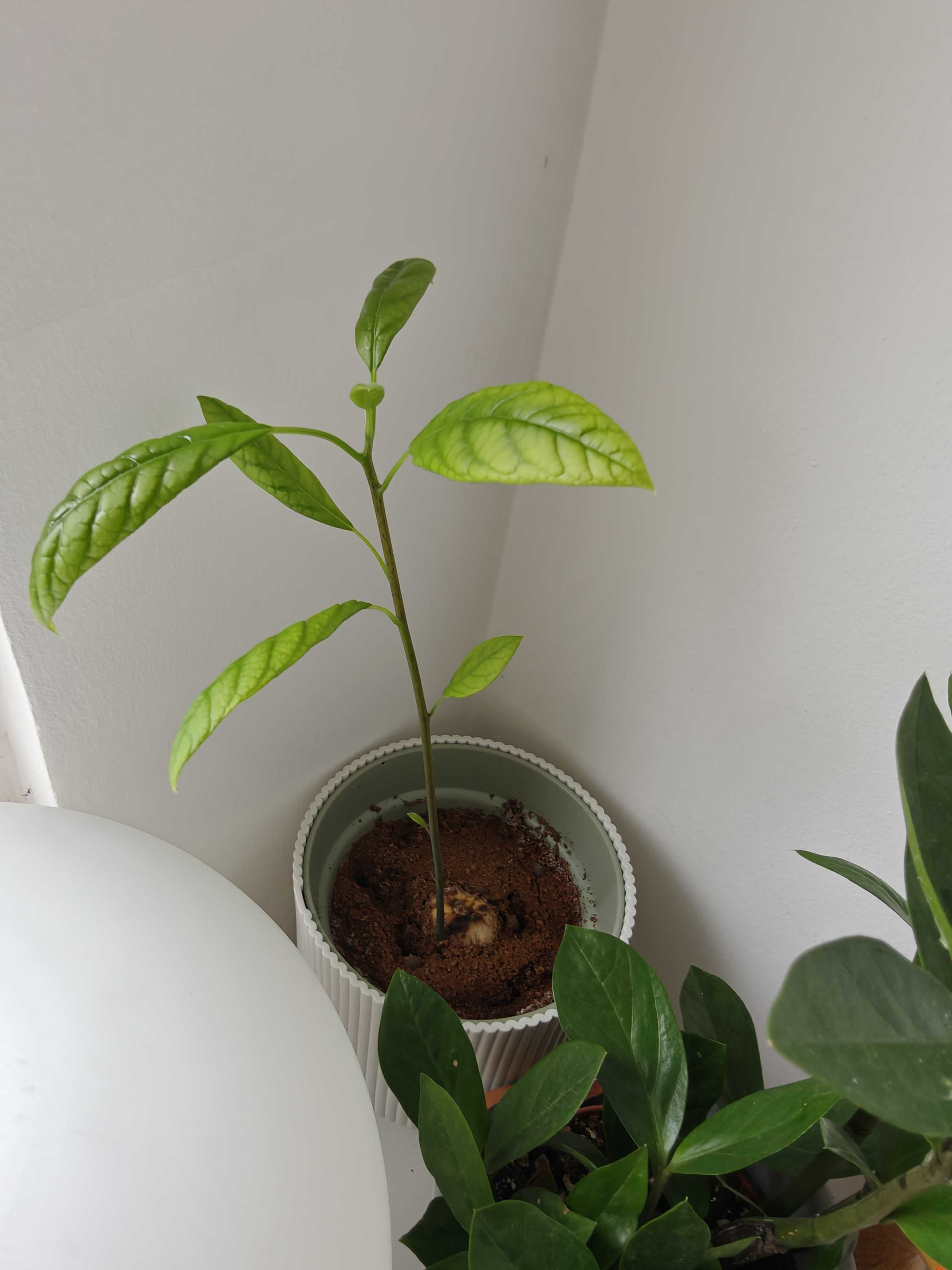 Avocado plant finally taking shape with giant stalk