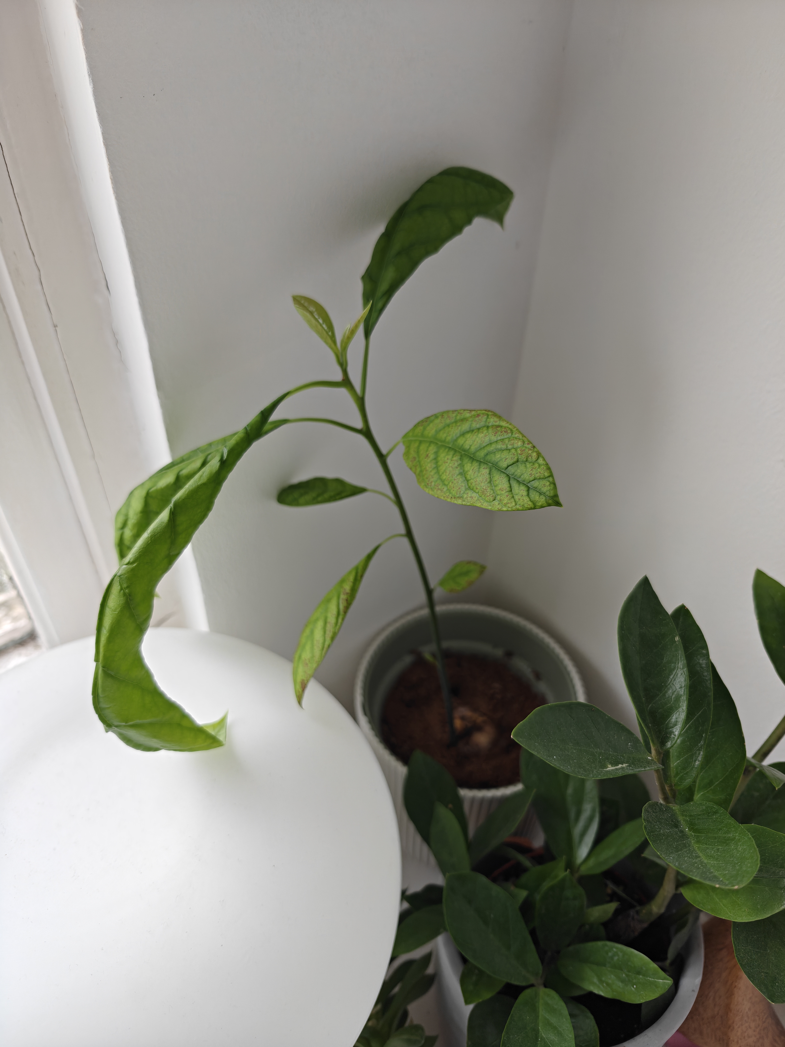 Avocado plant even healthier with giant stalk