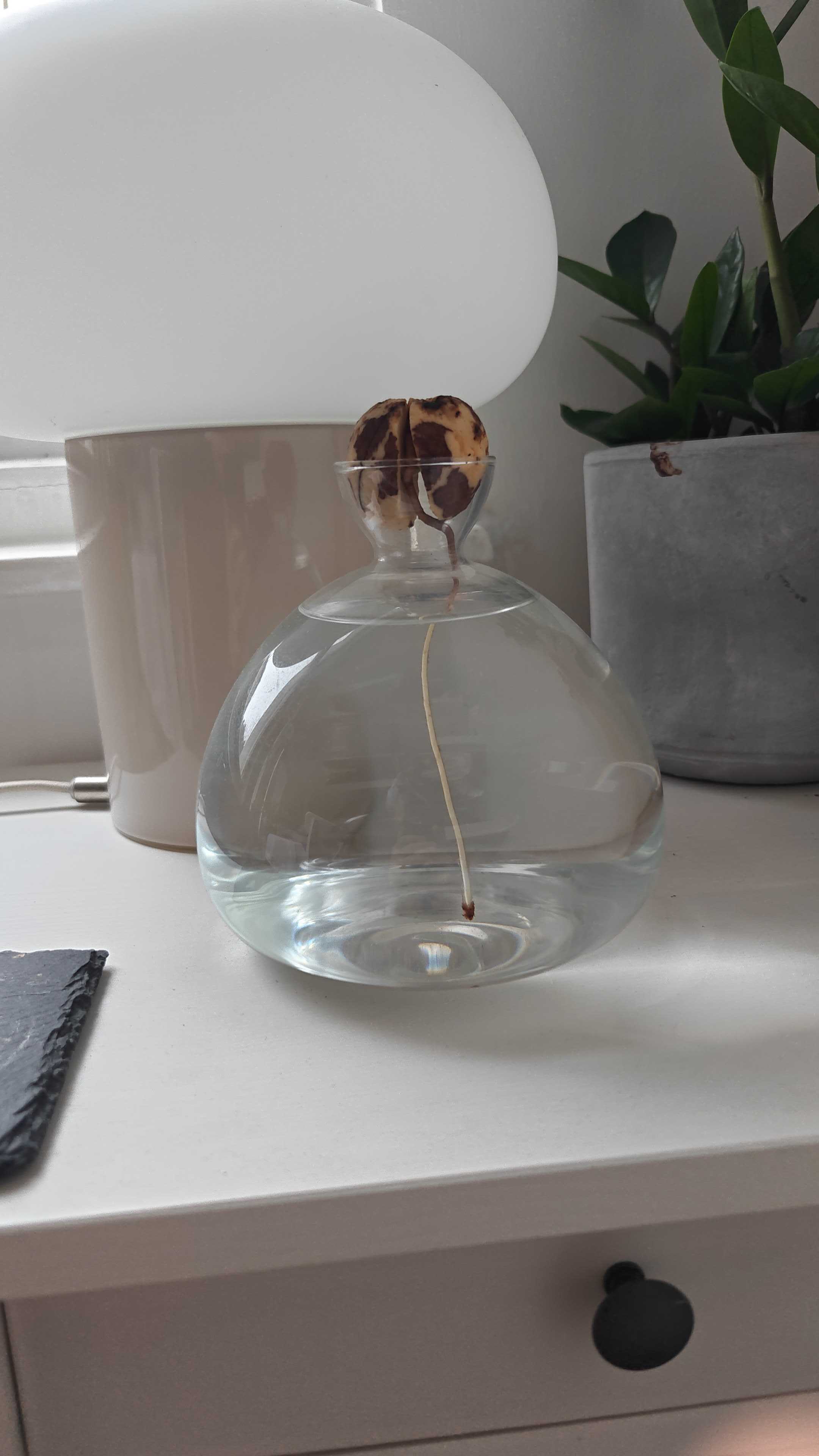 Avocado with a long, sturdy root