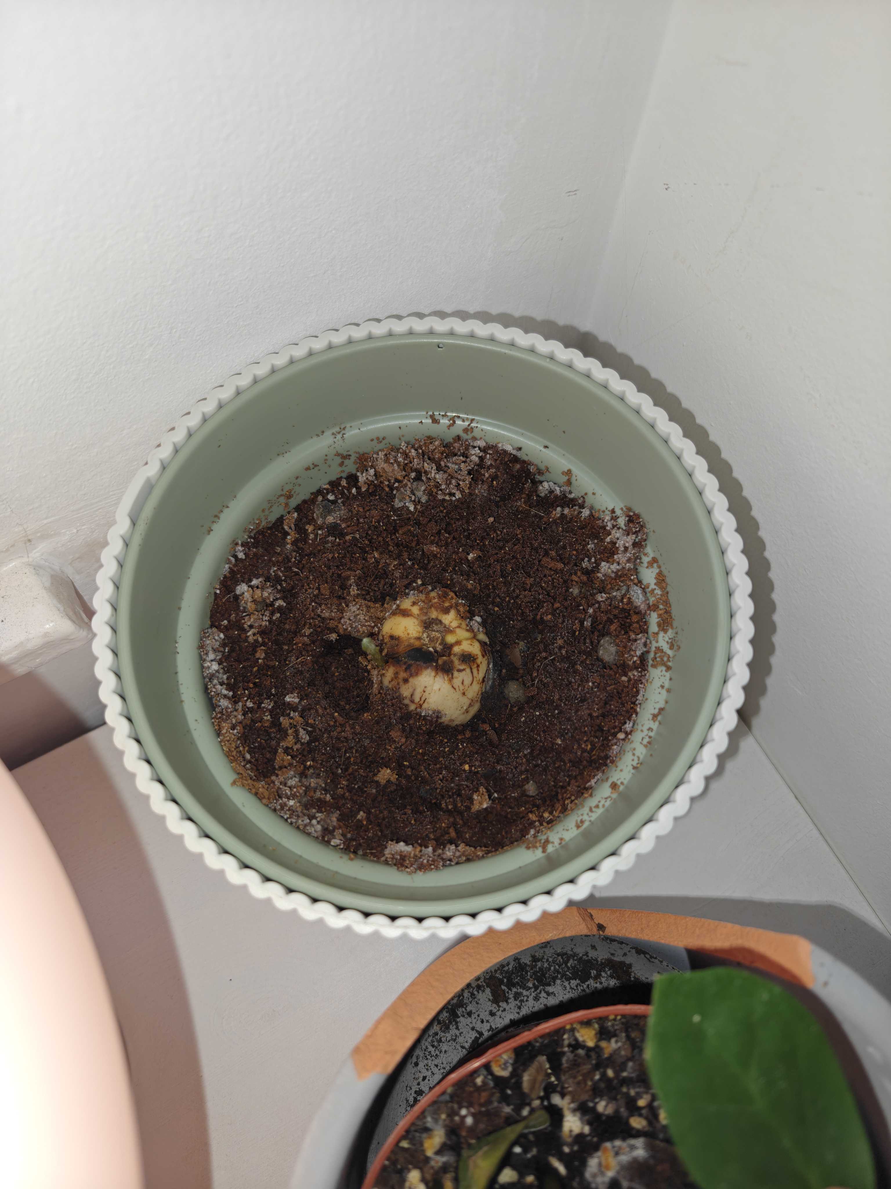 Close-up of first avocado sprout