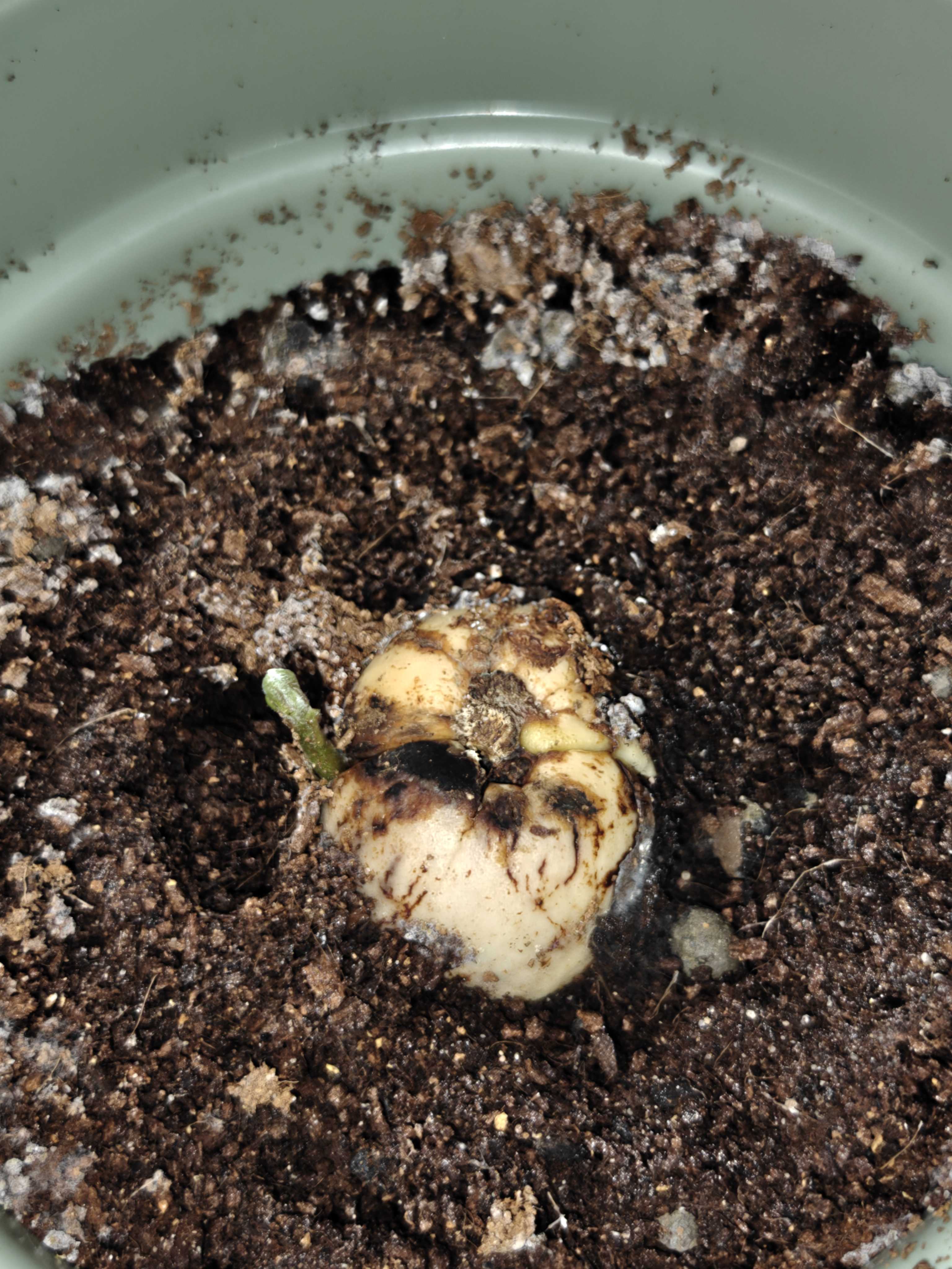 Potted avocado with first sprout, wider shot