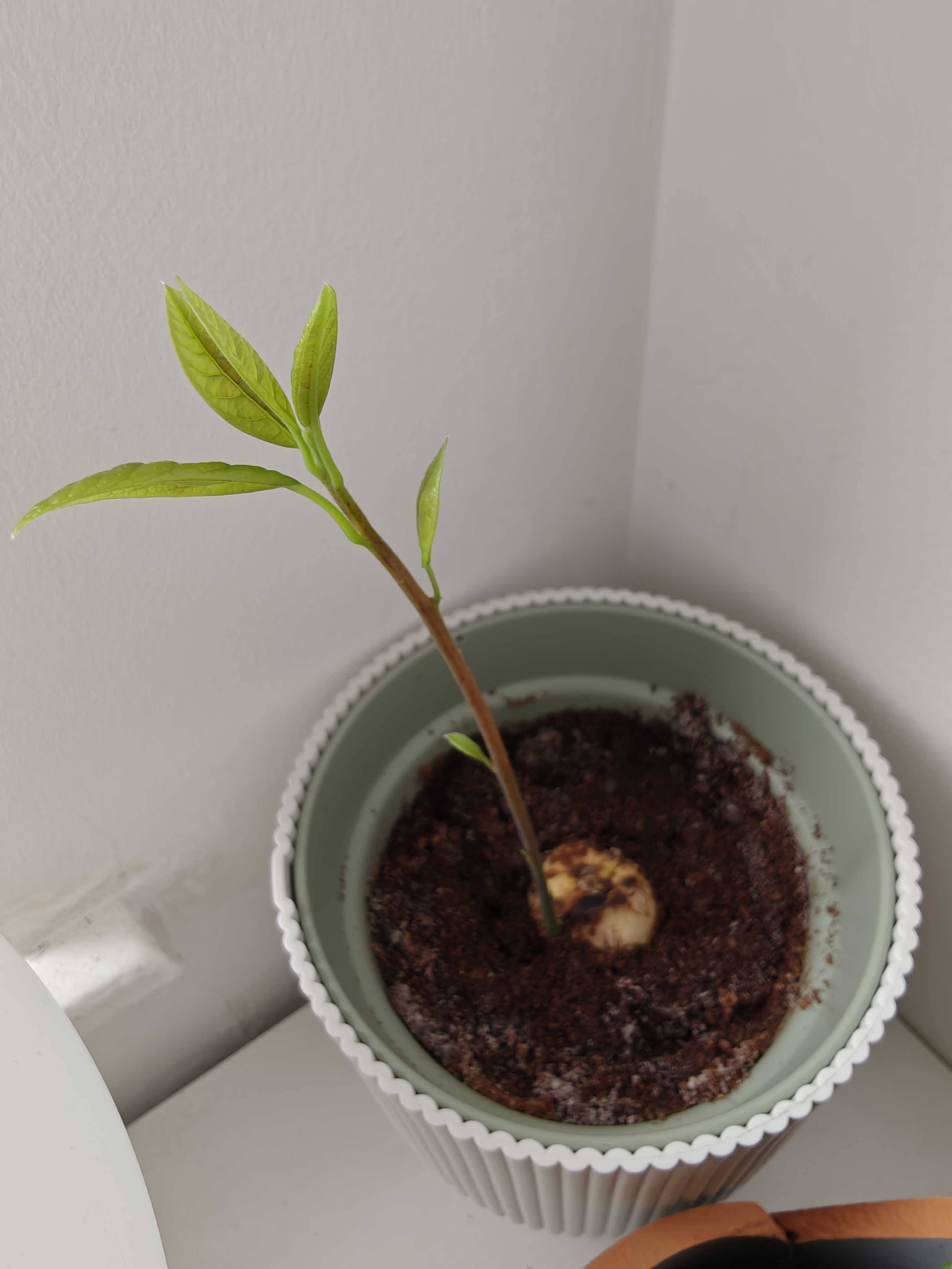 Avocado plant with tall stalk emerging