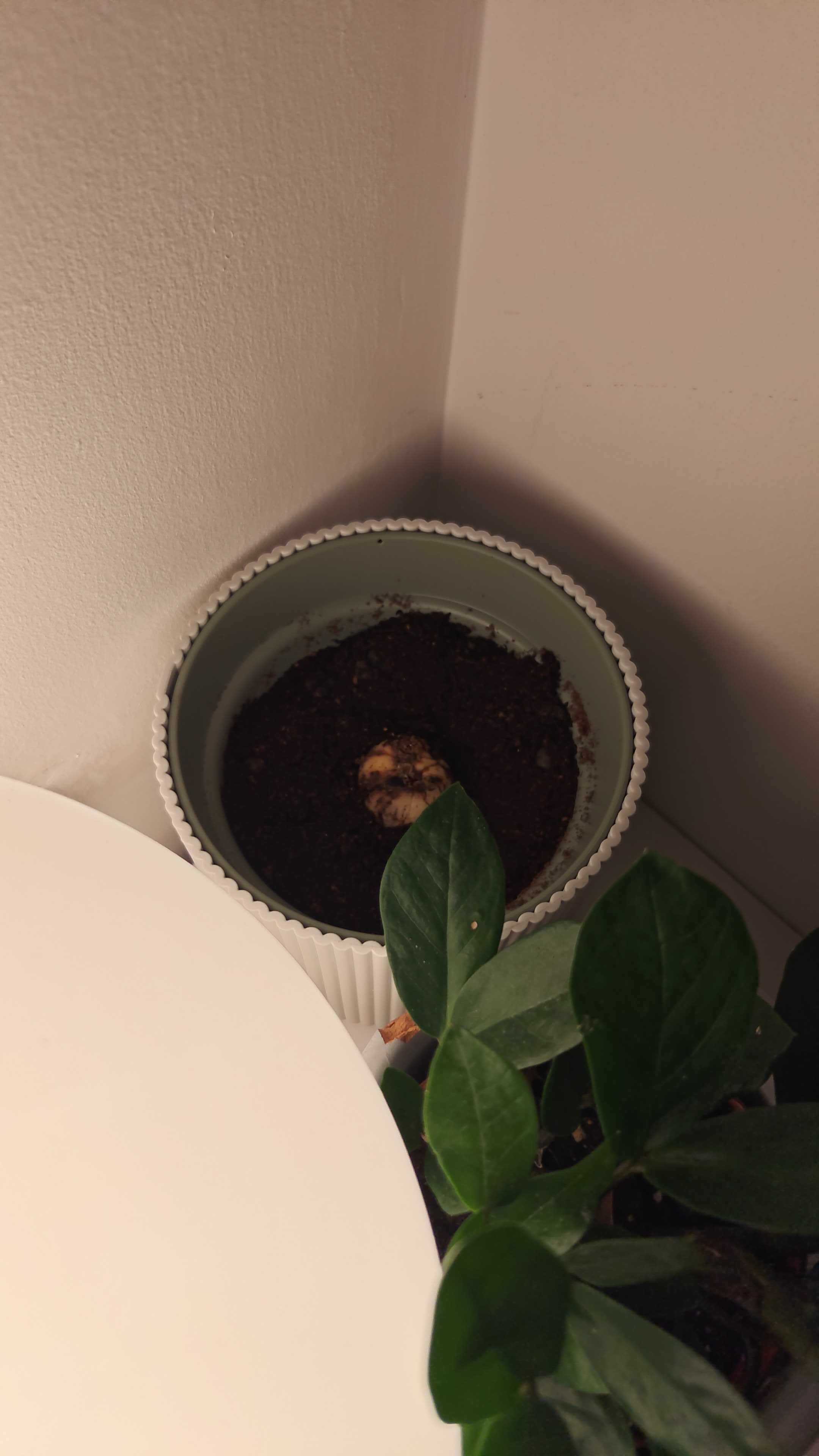 Avocado seed newly potted