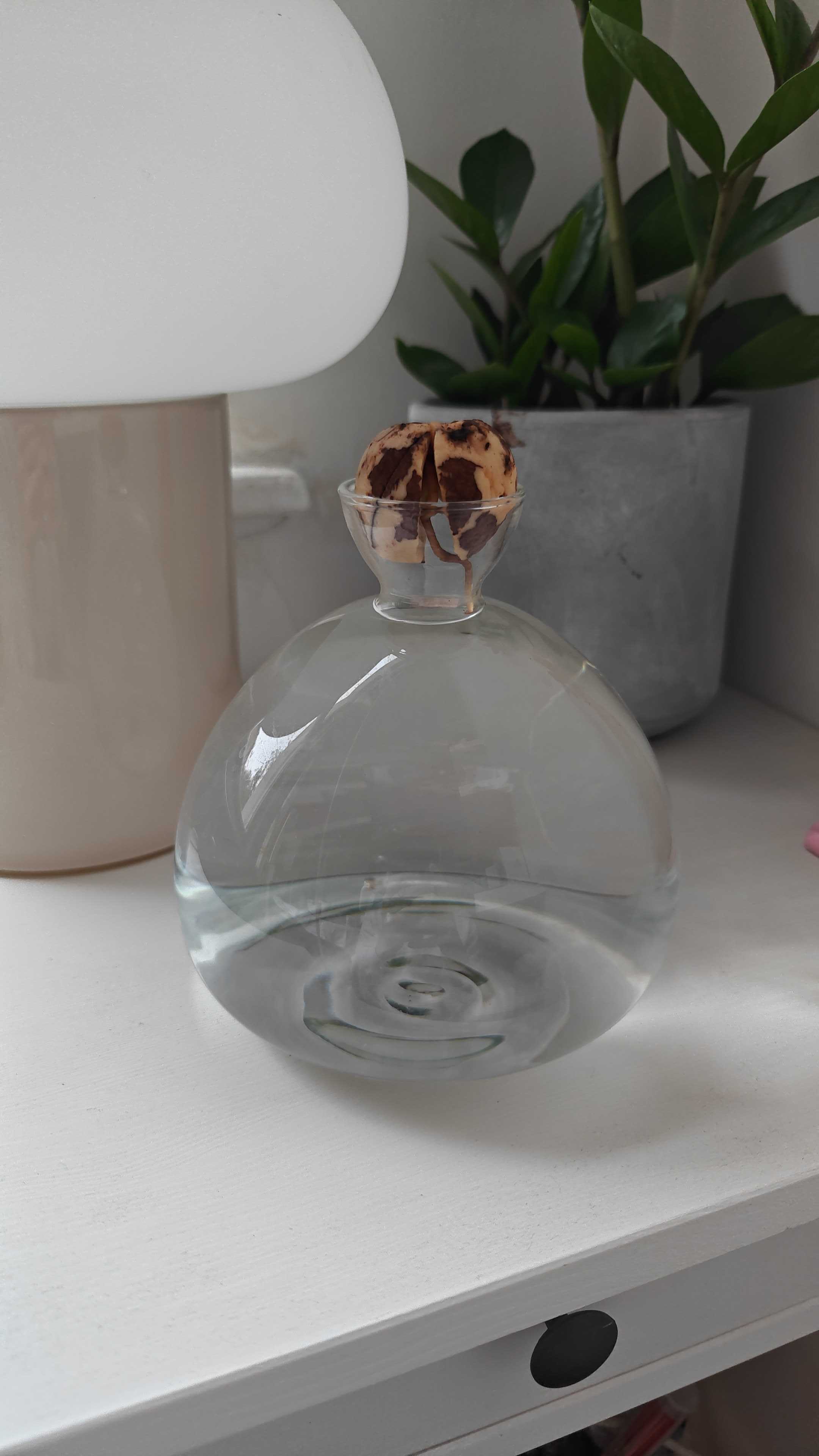 Early avocado root emerging