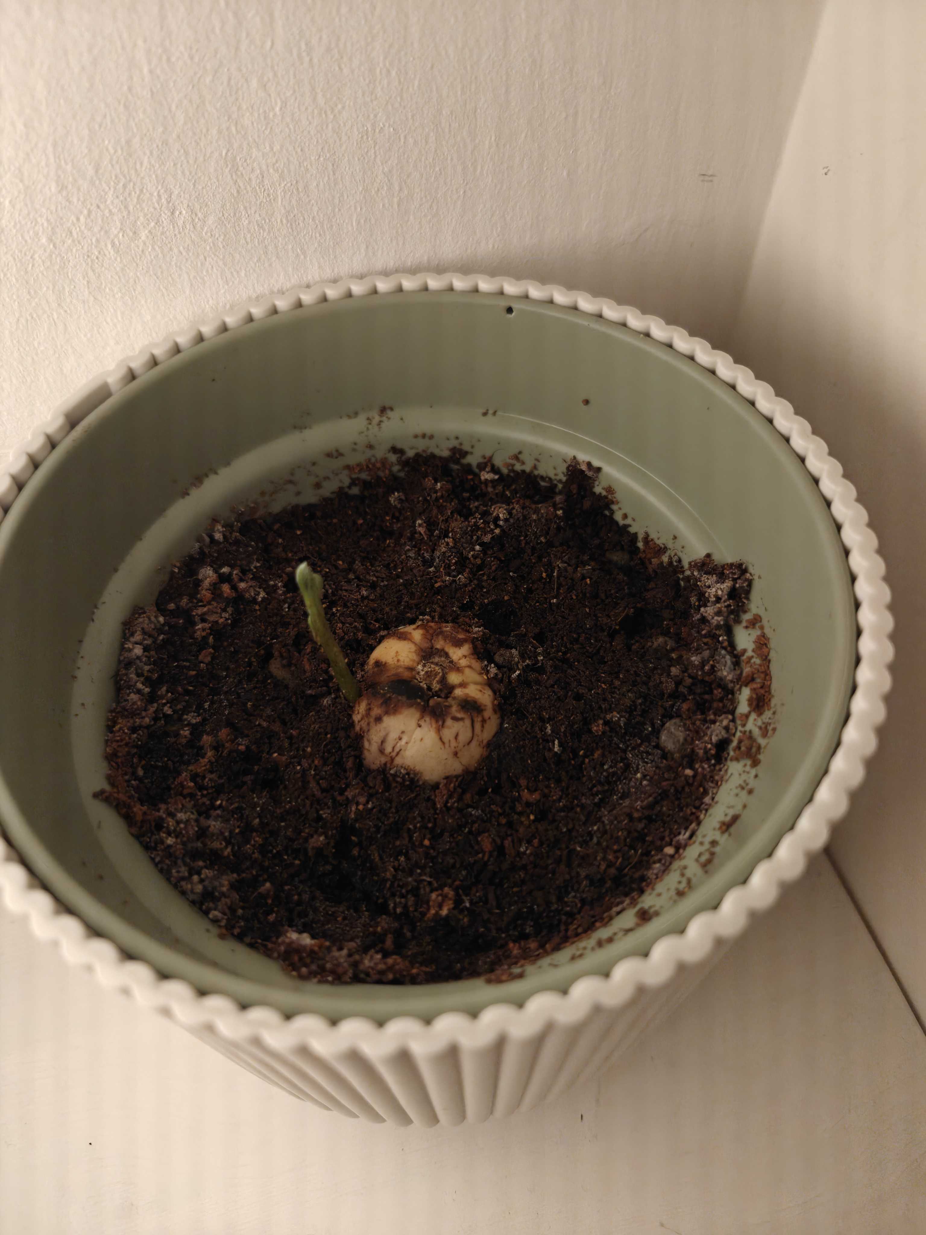 Avocado plant growing taller