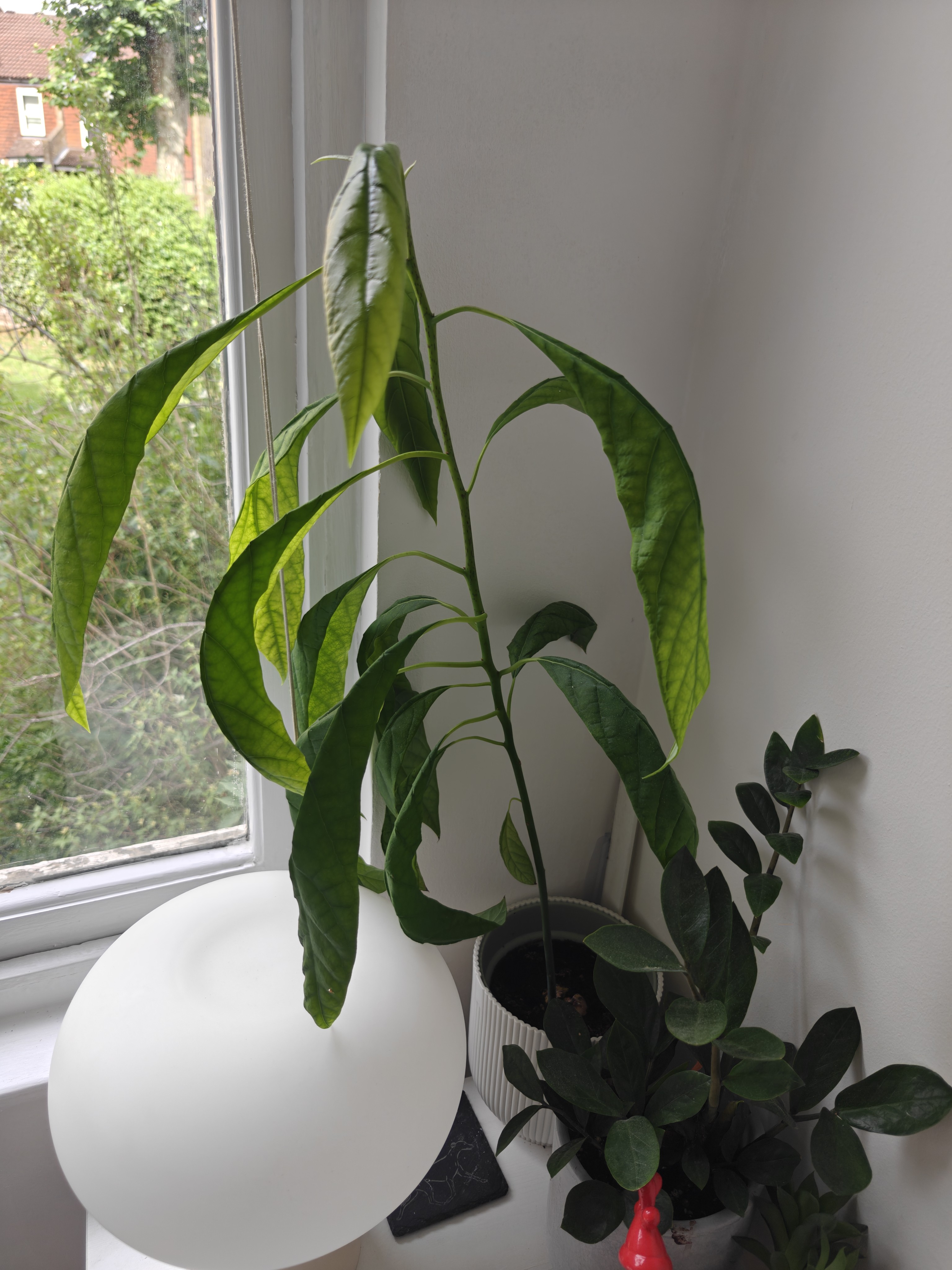 Avocado plant even healthier with giant stalk