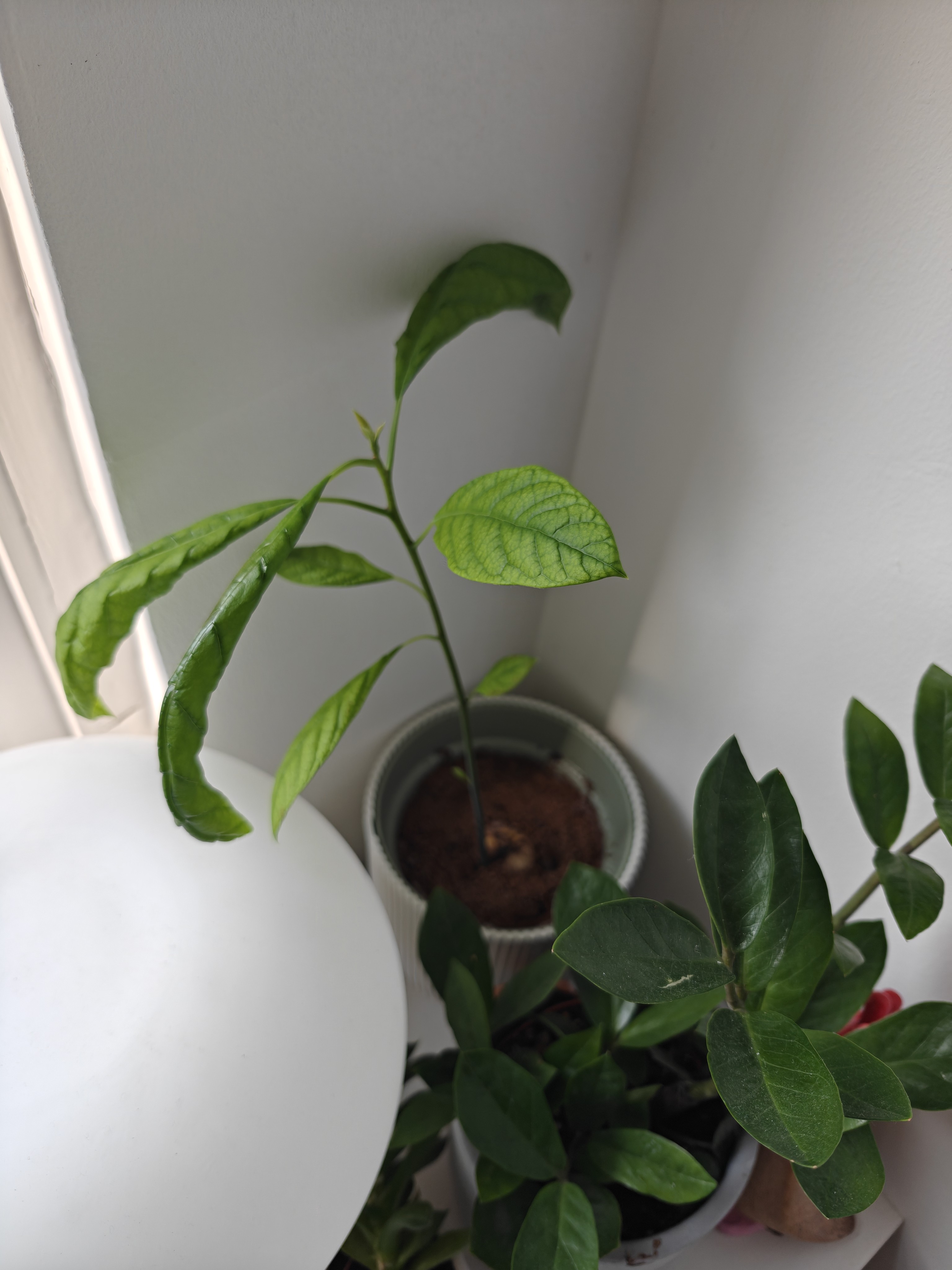 Avocado plant even healthier with giant stalk